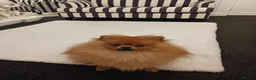 Pomeranian dogs for sale: Lovely  male pomeranian  in Sheffield - Advert 1