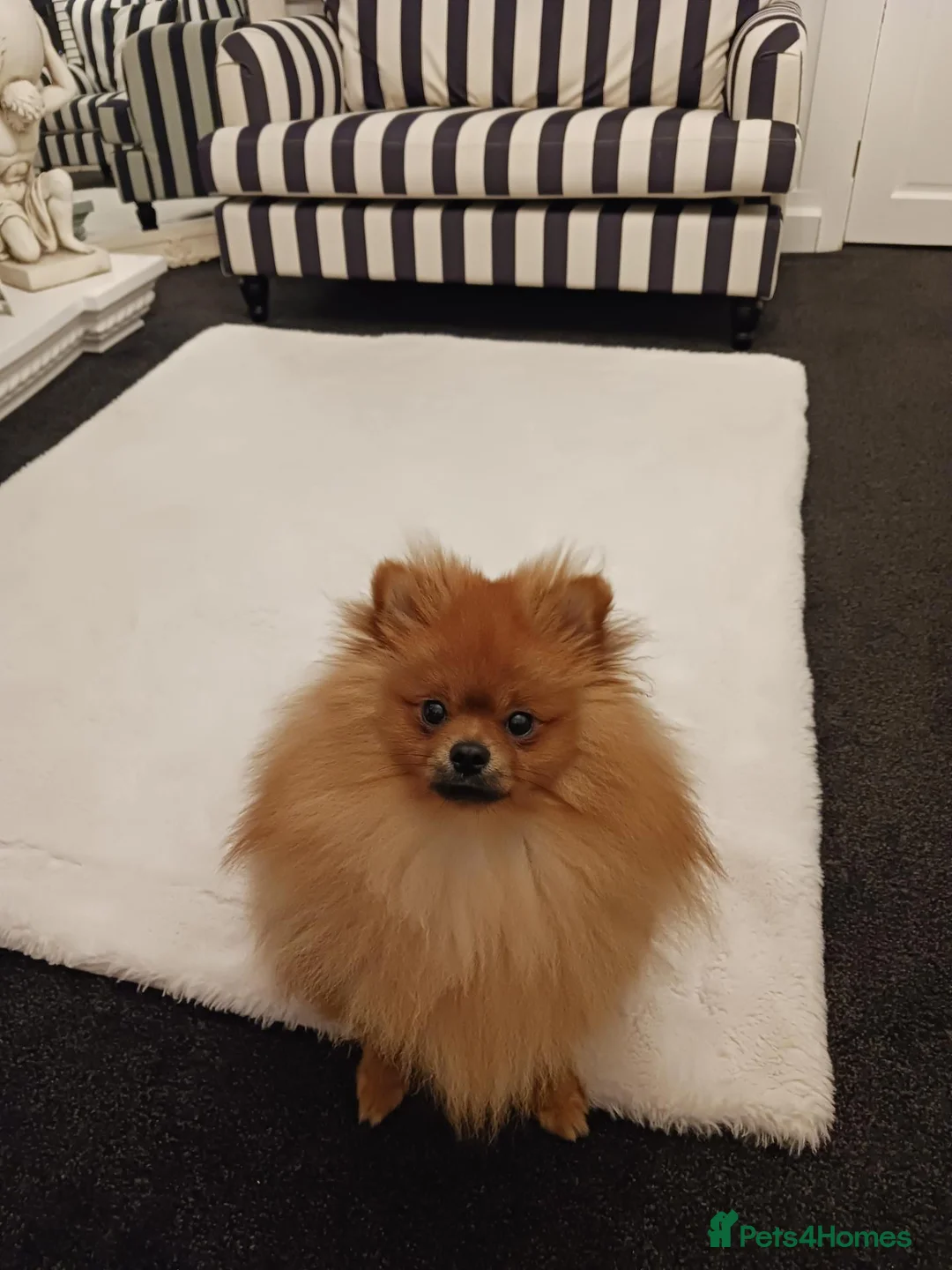 Pomeranian dogs for sale: Lovely  male pomeranian  in Sheffield - Advert 1