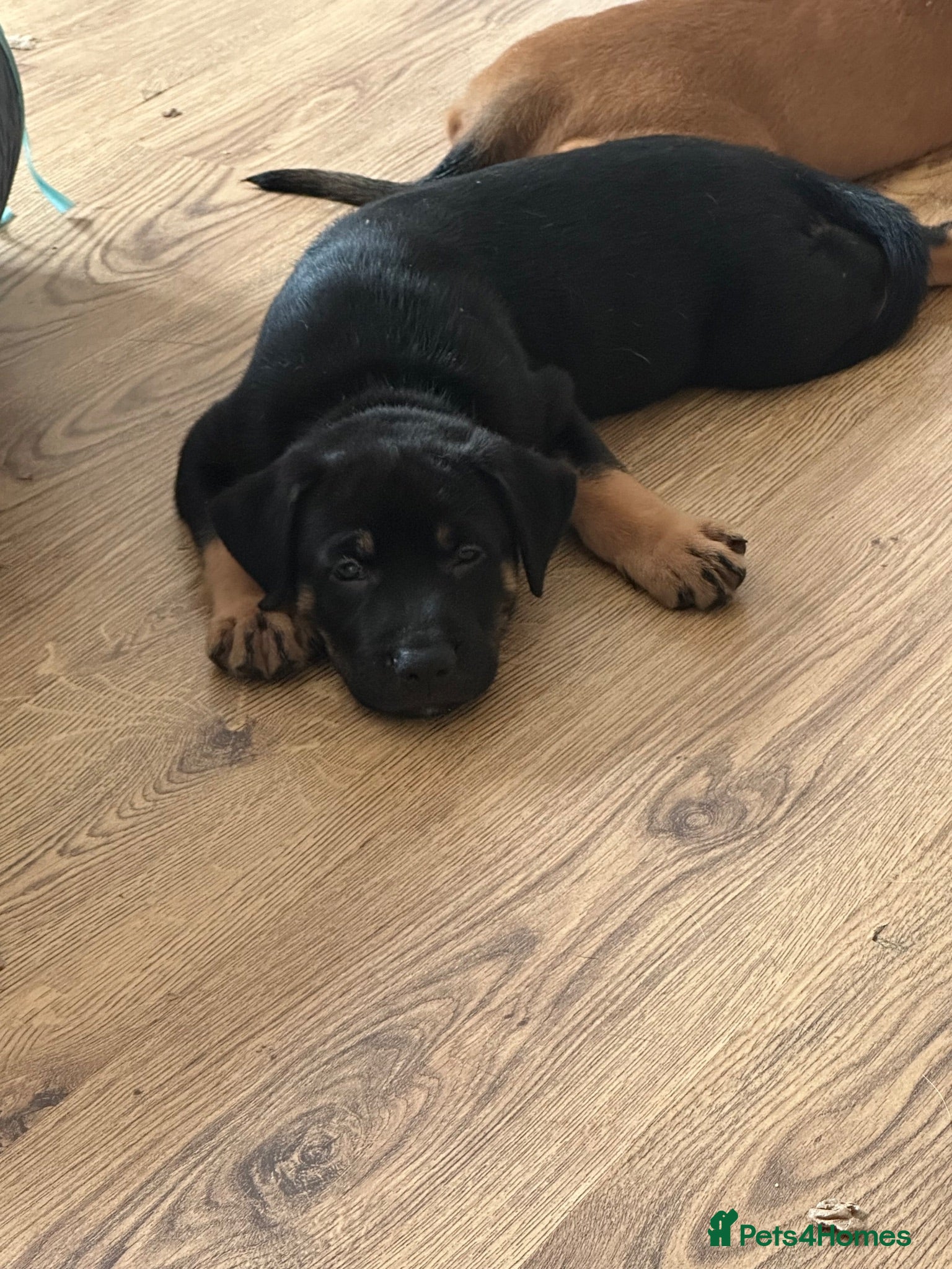 Mixed Breed dogs 2 boys left Belgium Malinois cross puppy’s  - Advert 1