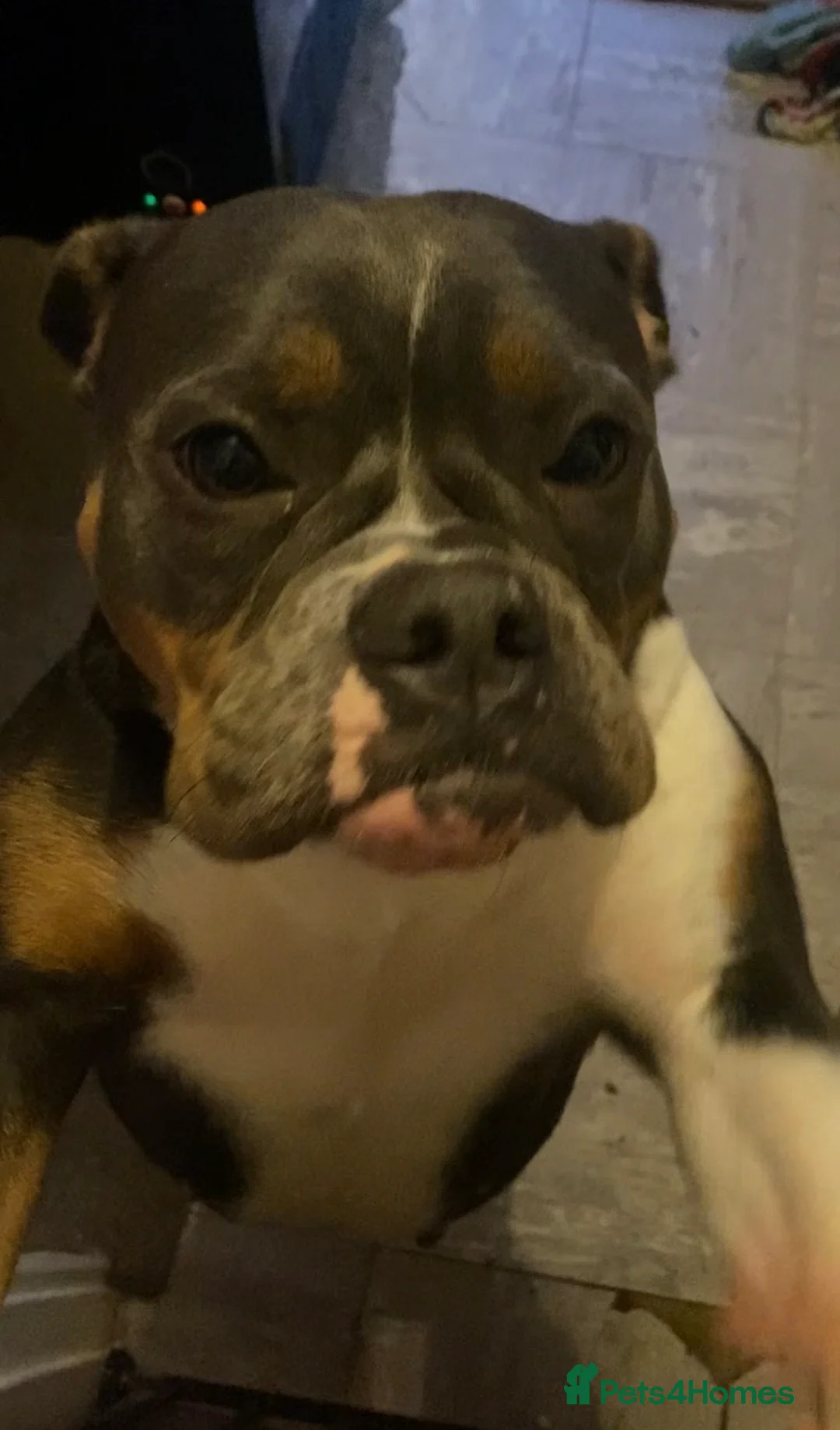 Olde English Bulldogge dogs for sale: Pedigree Olde English bulldogge - 4 years old - Advert 4