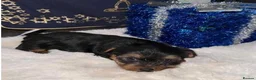 Yorkshire Terrier dogs for sale: Adorable Yorkshire Terrier Puppies - Advert 3