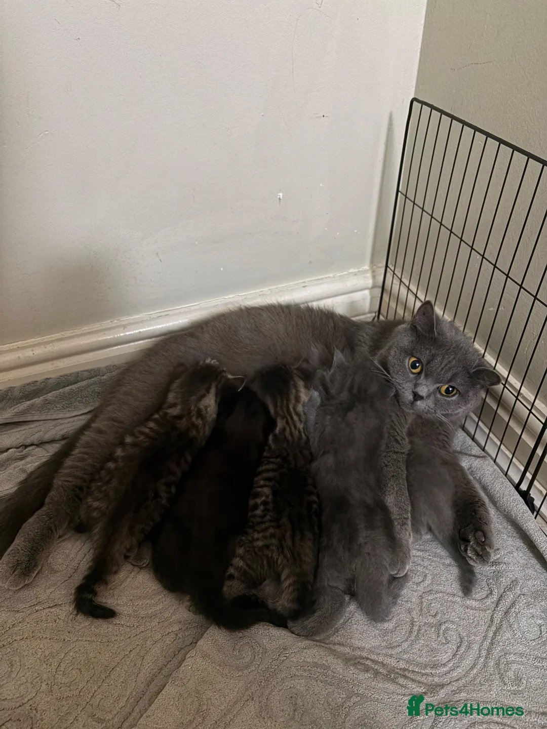 Mixed Breed cats for sale: 5 Adorable British Shorthair Mix-breeds  - Advert 2
