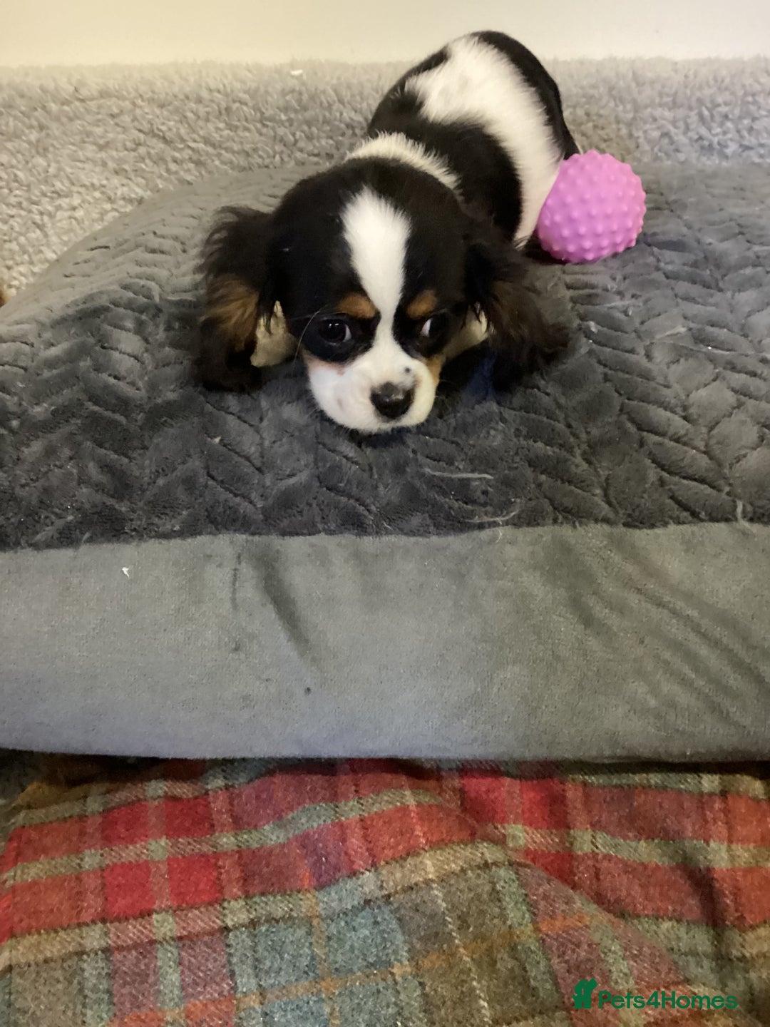 Cavalier King Charles Spaniel dogs for sale: Cavalier King Charles  - Advert 8