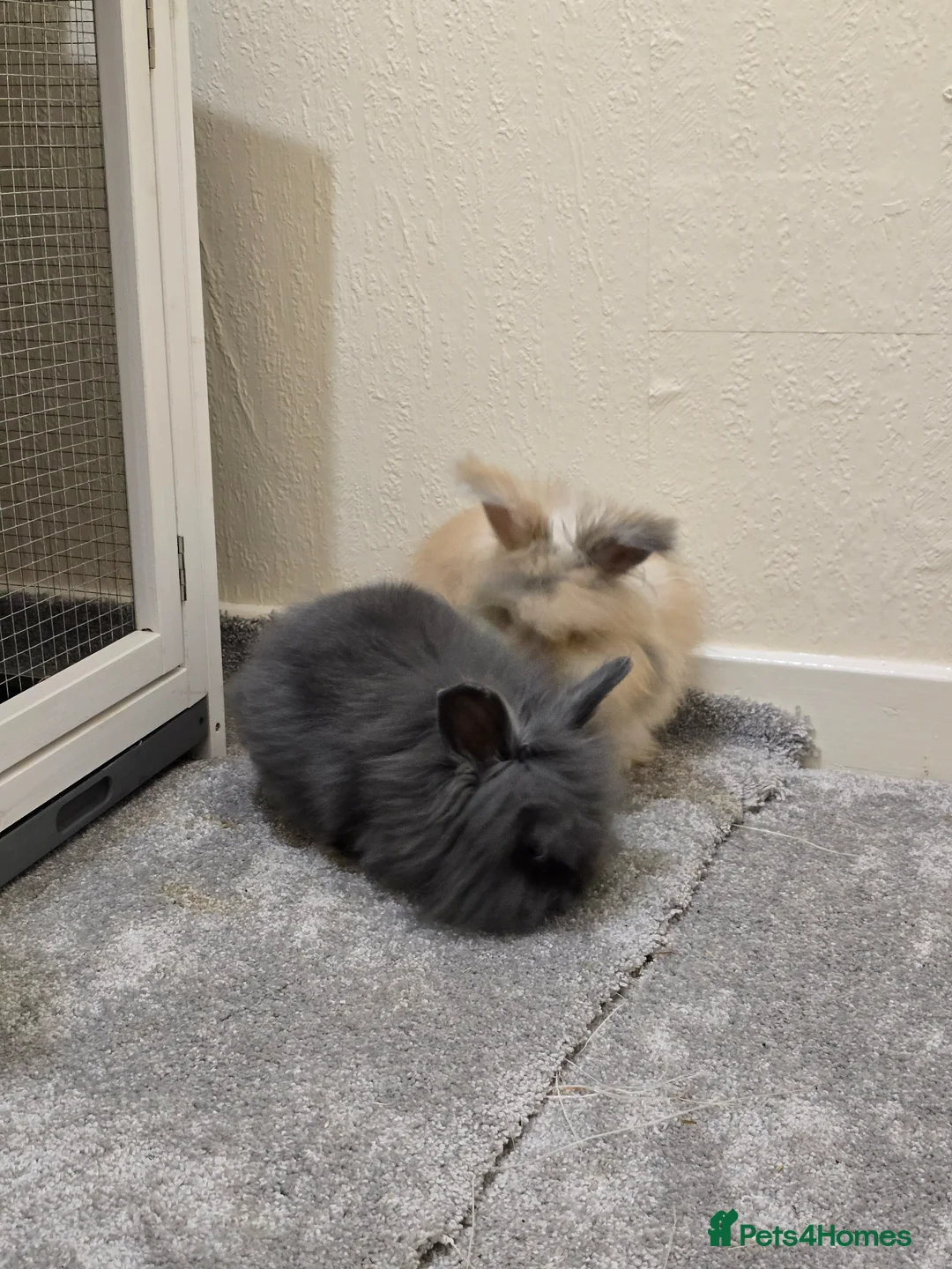 Mixed Breed rabbits for sale: Teddywidder rabbits needing a loving home - Advert 2