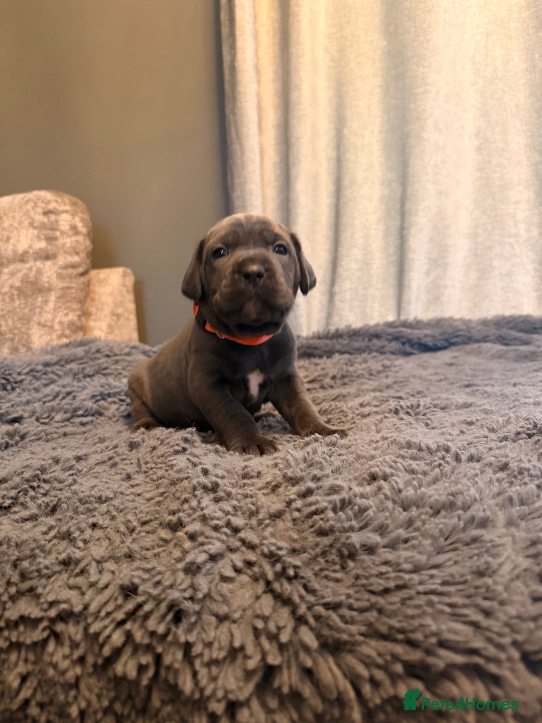 Cane Corso dogs for sale: Exceptional, Champion Bloodline Cane Corso Puppies - Advert 17