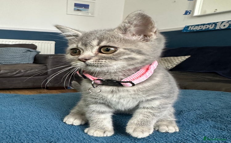 British Shorthair cats - Advert 16