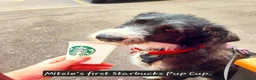 Mixed Breed dogs for adoption: Meet Mitzie,currently residing in Liverpool  in Liverpool - Advert 5