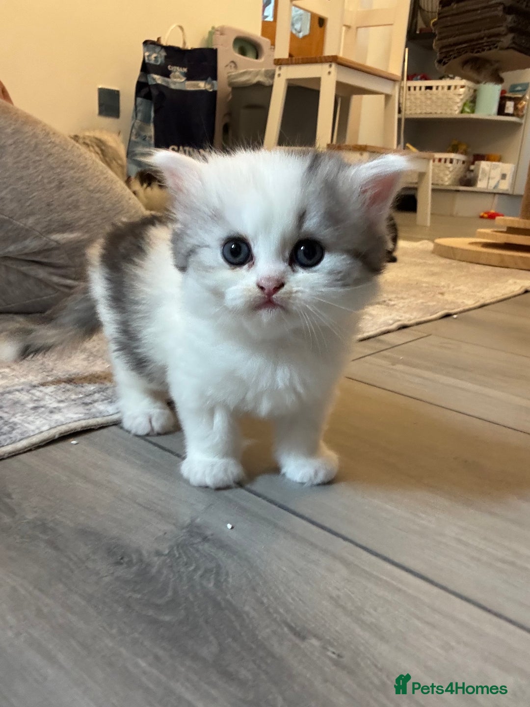 Persian cats for sale: Persian kittens  - Image 31