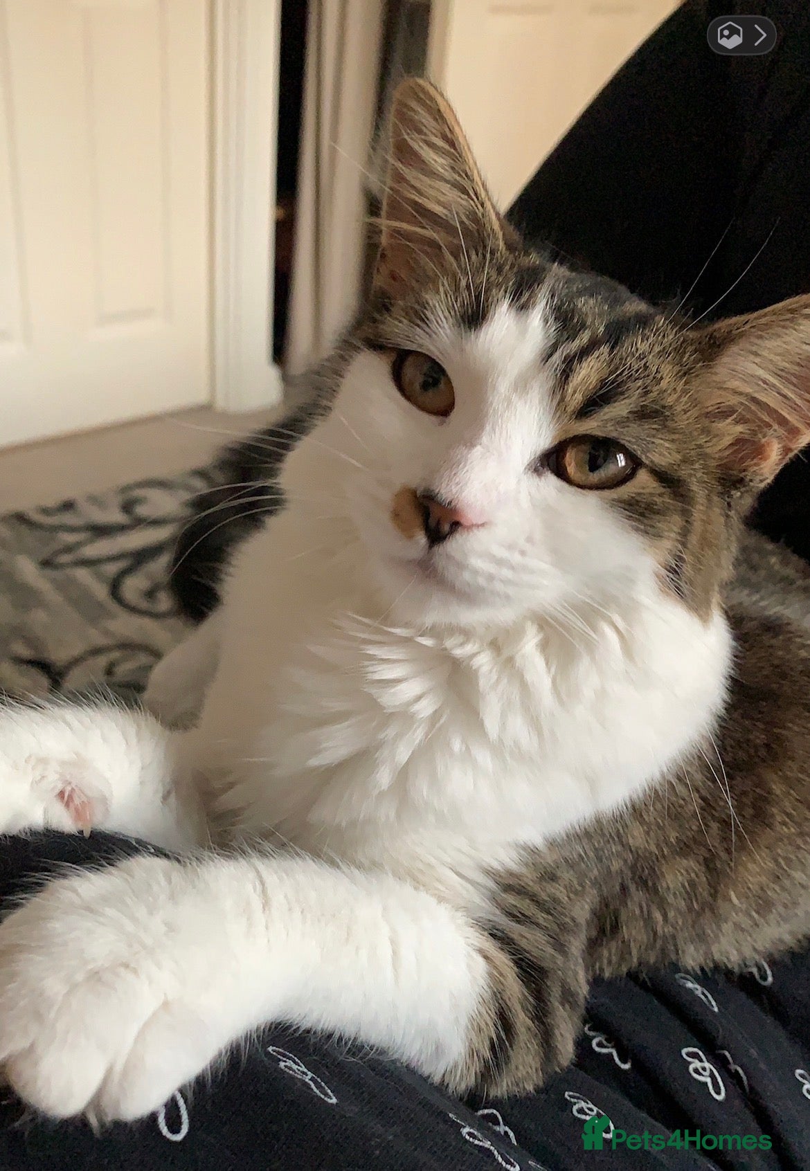 Maine Coon cats Simone - Maine coon cross - 7yrs - Advert 1