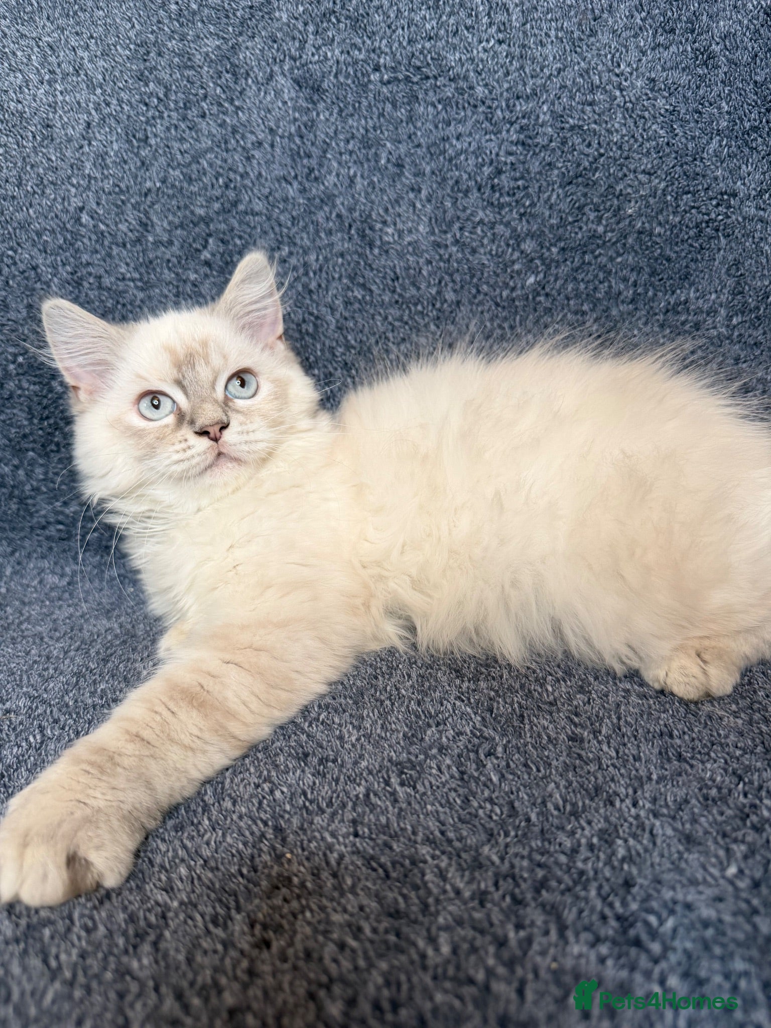 Perdoll cats ⭐️READY Now⭐️ kittens  - Advert 1