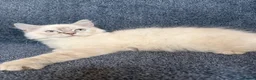 Perdoll cats for sale: ⭐️Ready Now  kittens  - Advert 16