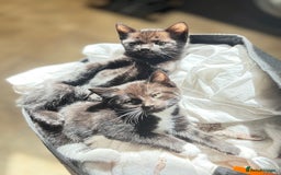 Domestic Shorthair cats for sale: Beautiful all black female kitten ready to leave - Image 2