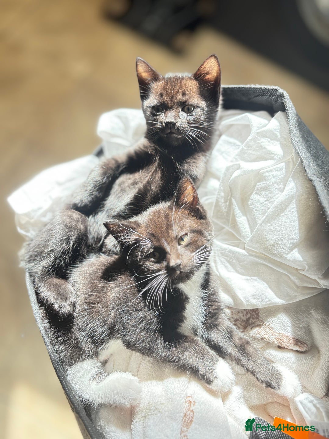 Domestic Shorthair cats for sale: Beautiful all black female kitten ready to leave - Image 2