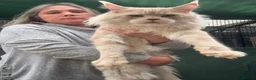 Maine Coon cats for sale: Beautiful Maine Coon babies  - Advert 9