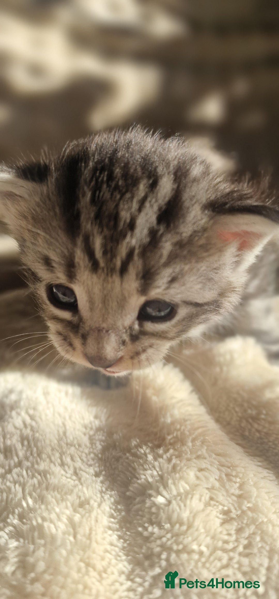 Maine Coon cats for sale: Maine Coon Kittens  - Advert 4