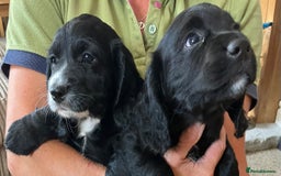 Cocker Spaniel dogs for sale: Working cocker spaniel pups  - Image 13