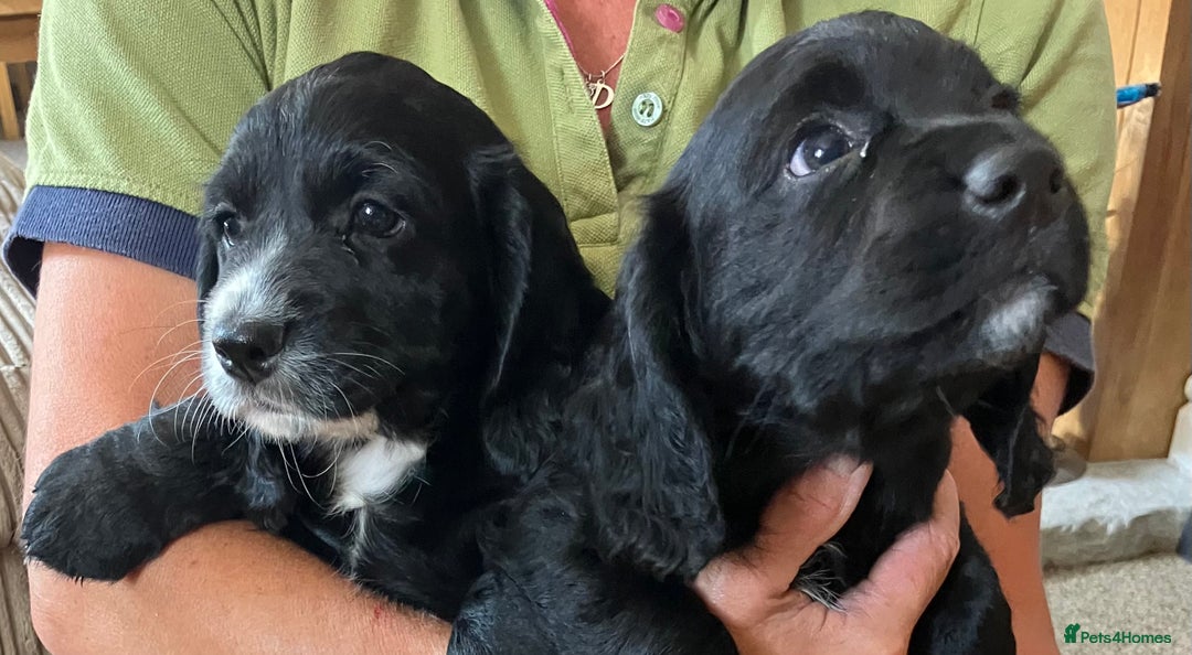 Cocker Spaniel dogs for sale: Working cocker spaniel pups  - Image 13