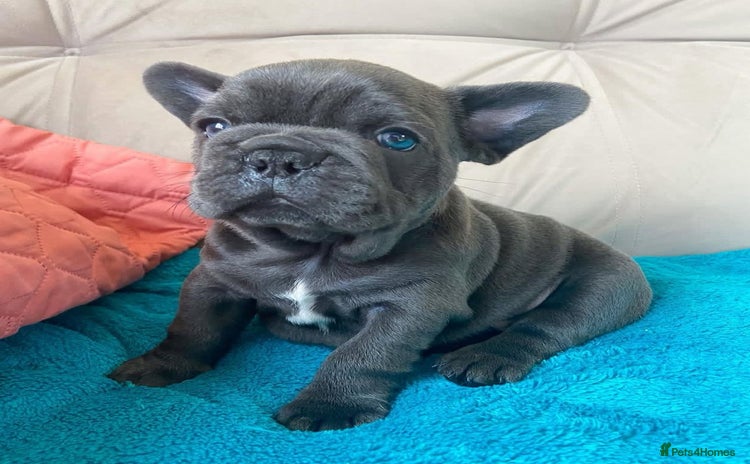 French Bulldog dogs - Advert 1