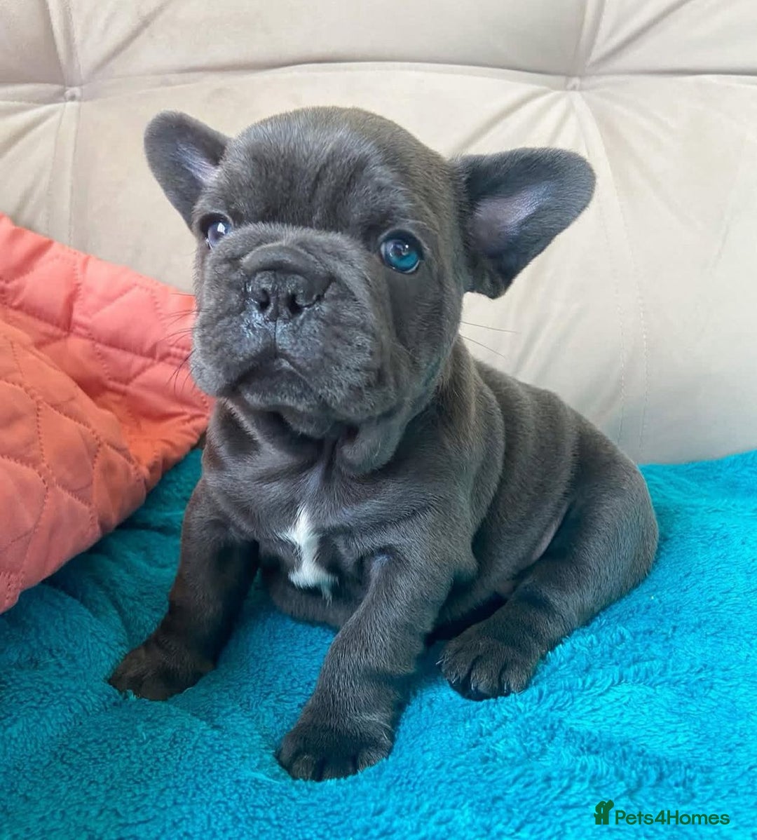 French Bulldog dogs for sale: Healthy Blue French Bulldog Babies - Image 1