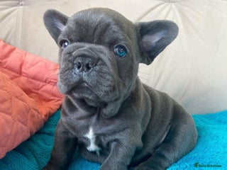 French Bulldog dogs - Advert 28