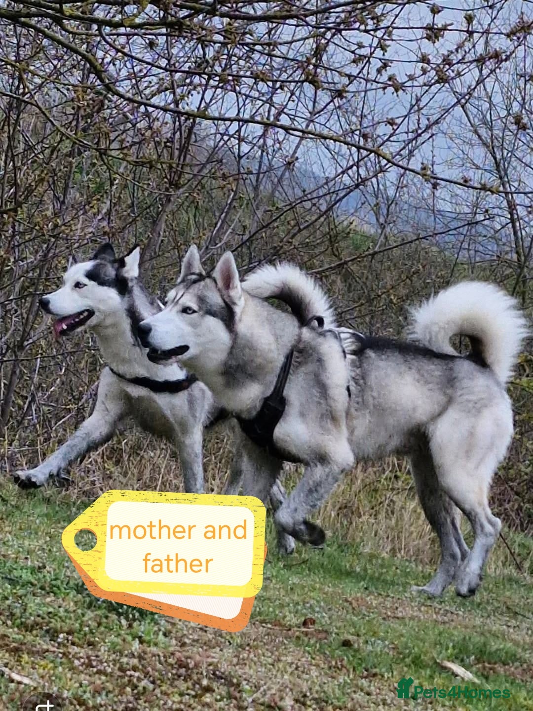 Siberian Husky dogs for sale: Siberian huskys puppys - Image 4