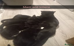 Mixed Breed cats for sale: 10 week old kittens - Image 6