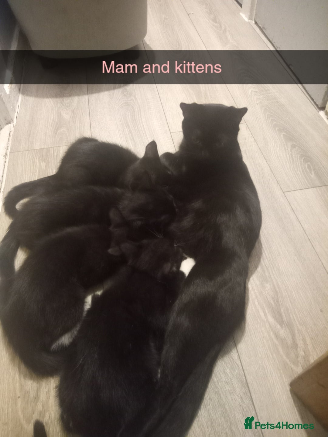 Mixed Breed cats for sale: 10 week old kittens - Image 6