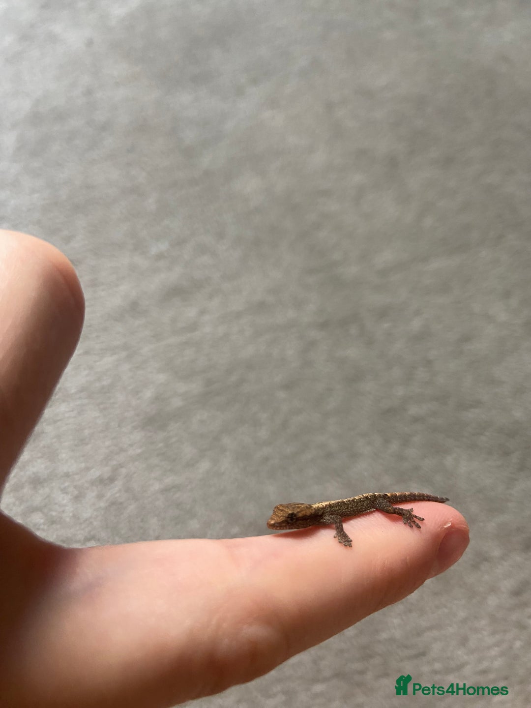 Gecko reptiles for sale: Mourning Gecko Juveniles [+ FREE PLANT CUTTING) - Advert 3