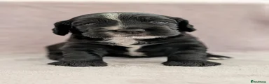 Sprocker 1