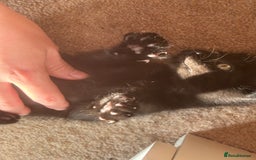 British Longhair cats for sale: 1 x British Long Hair & 2 x British Short Hair - Image 18