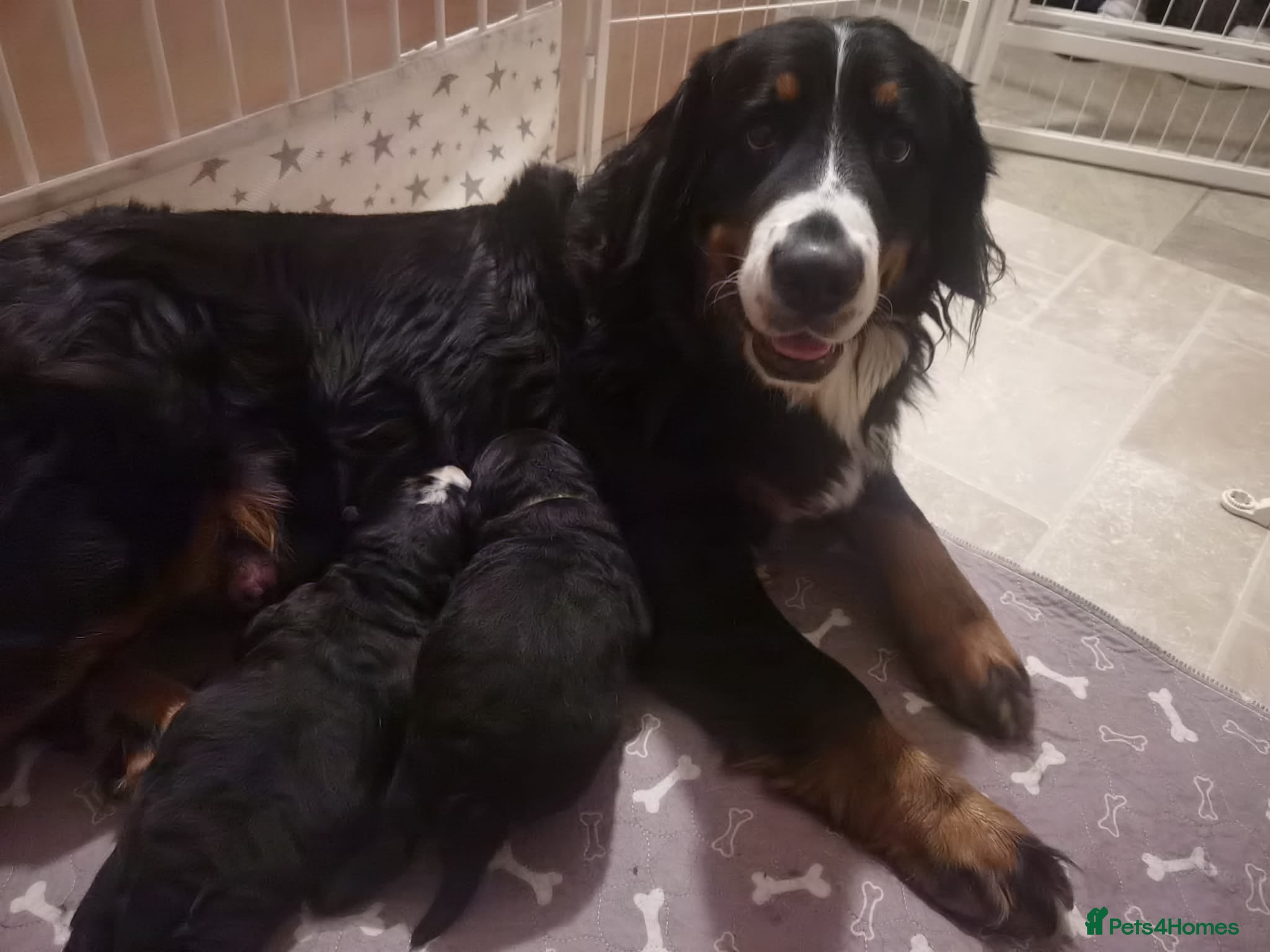 Bernese Mountain Dog dogs KC Registered Bernese Maountain Dog Puppies - Advert 2