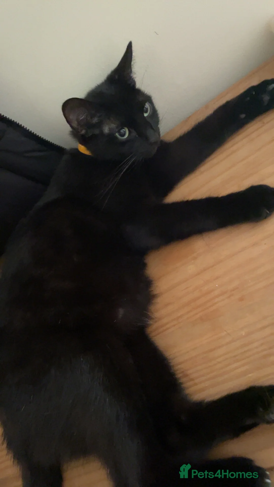 British Shorthair cats for sale: cat for sale - Advert 4