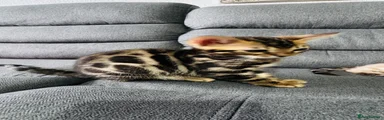 Bengal 4