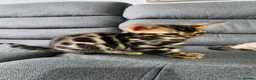 Bengal cats for sale: Beautiful Bengal Kittens for Sale in Glasgow - Advert 4