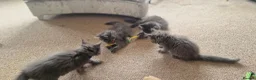 Maine Coon cats for sale:  Stunning Maine Coon Kittens – Ready Now – £1000 - Advert 29