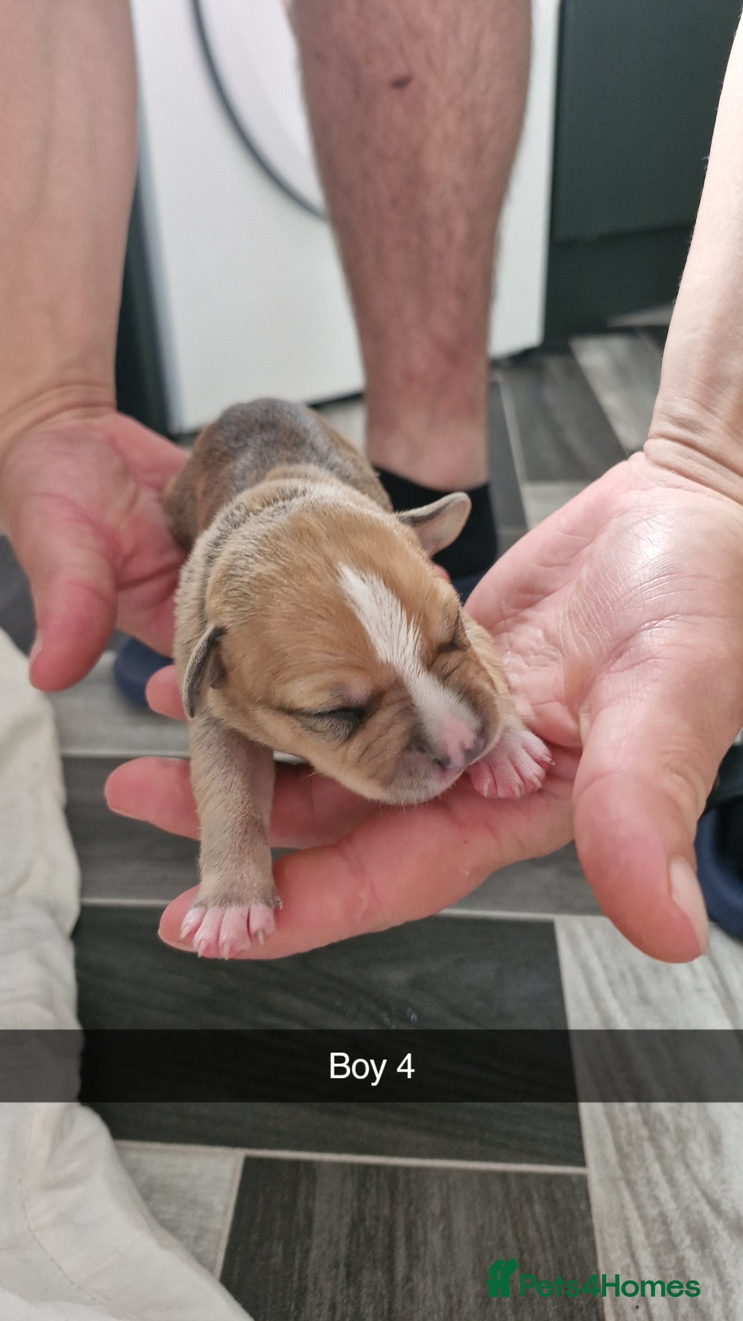 Mixed Breed dogs for sale: Staffie bullweiler puppies  - Image 8