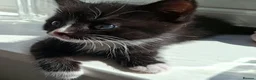 Mixed Breed cats for sale: Little boy ready for his new home - Advert 3