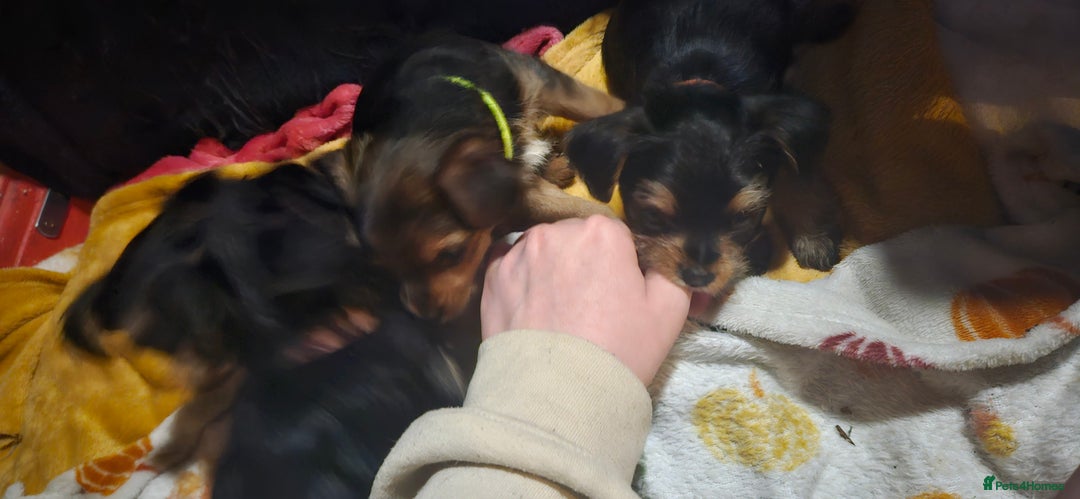 Mixed Breed dogs for sale:  **  yorkshire x full sized yorkshire terrier - Advert 16