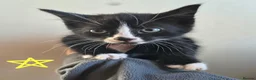 Mixed Breed cats for sale: Black and white house kittens M/F avaliable  - Advert 3