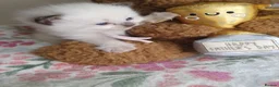Ragdoll cats for sale: 💖 Two Gorgeous Ragdoll girls for sale 💖 - Advert 13