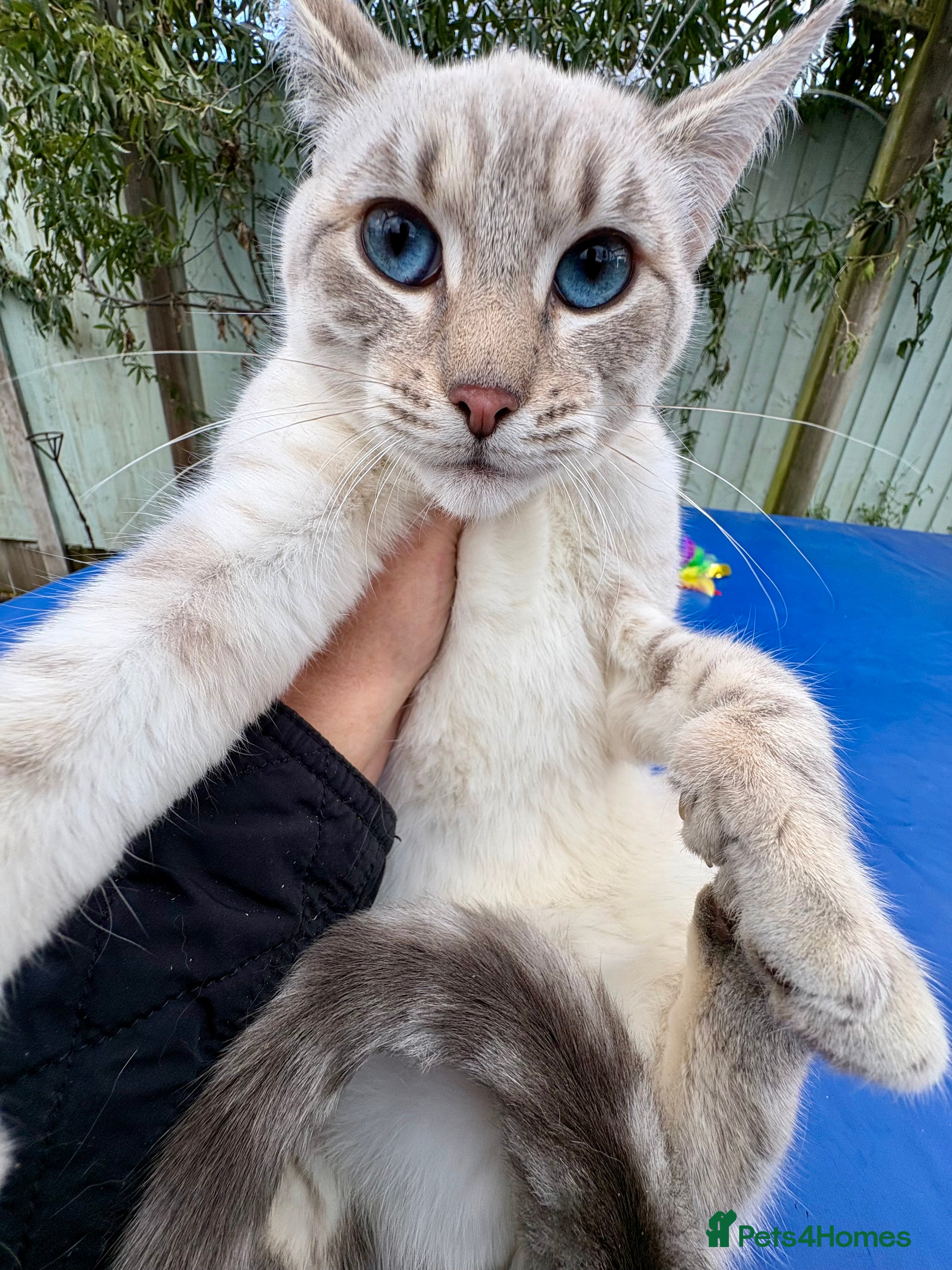 Keetso cats Superb polydactyl girl - Advert 3