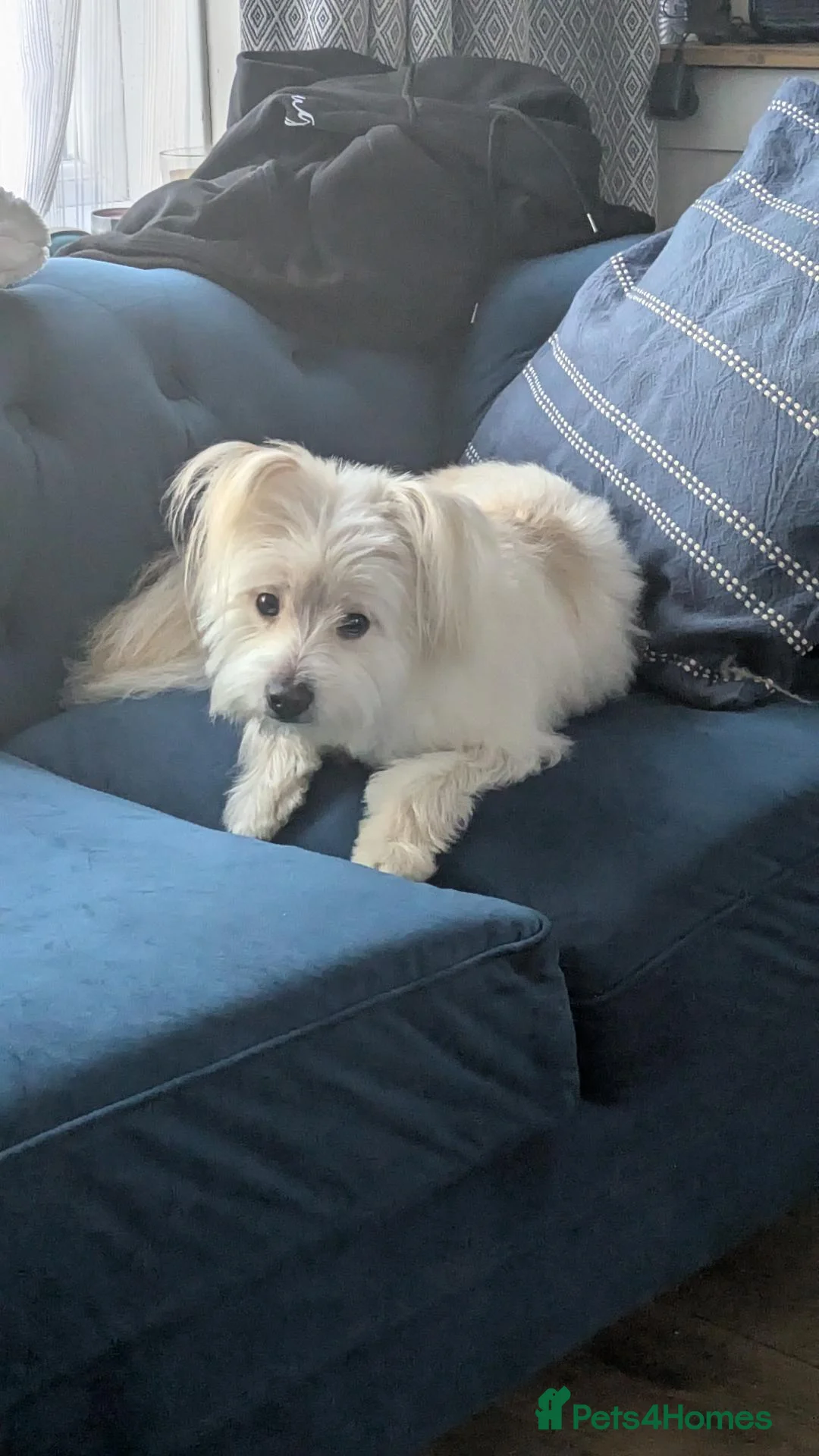 Mixed Breed dogs for sale: Beautiful Pom Mix needing loving home  - Advert 2