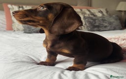 Miniature Dachshund dogs for stud: Miniature dachshund for stud - Advert 17