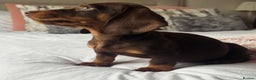 Miniature Dachshund dogs for stud: Miniature dachshund for stud - Advert 17
