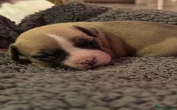 Mixed Breed dogs for sale: French bulldog cross  - Image 1