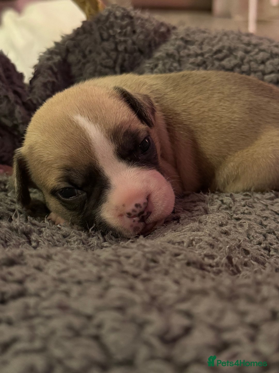 Mixed Breed dogs for sale: French bulldog cross  - Image 1