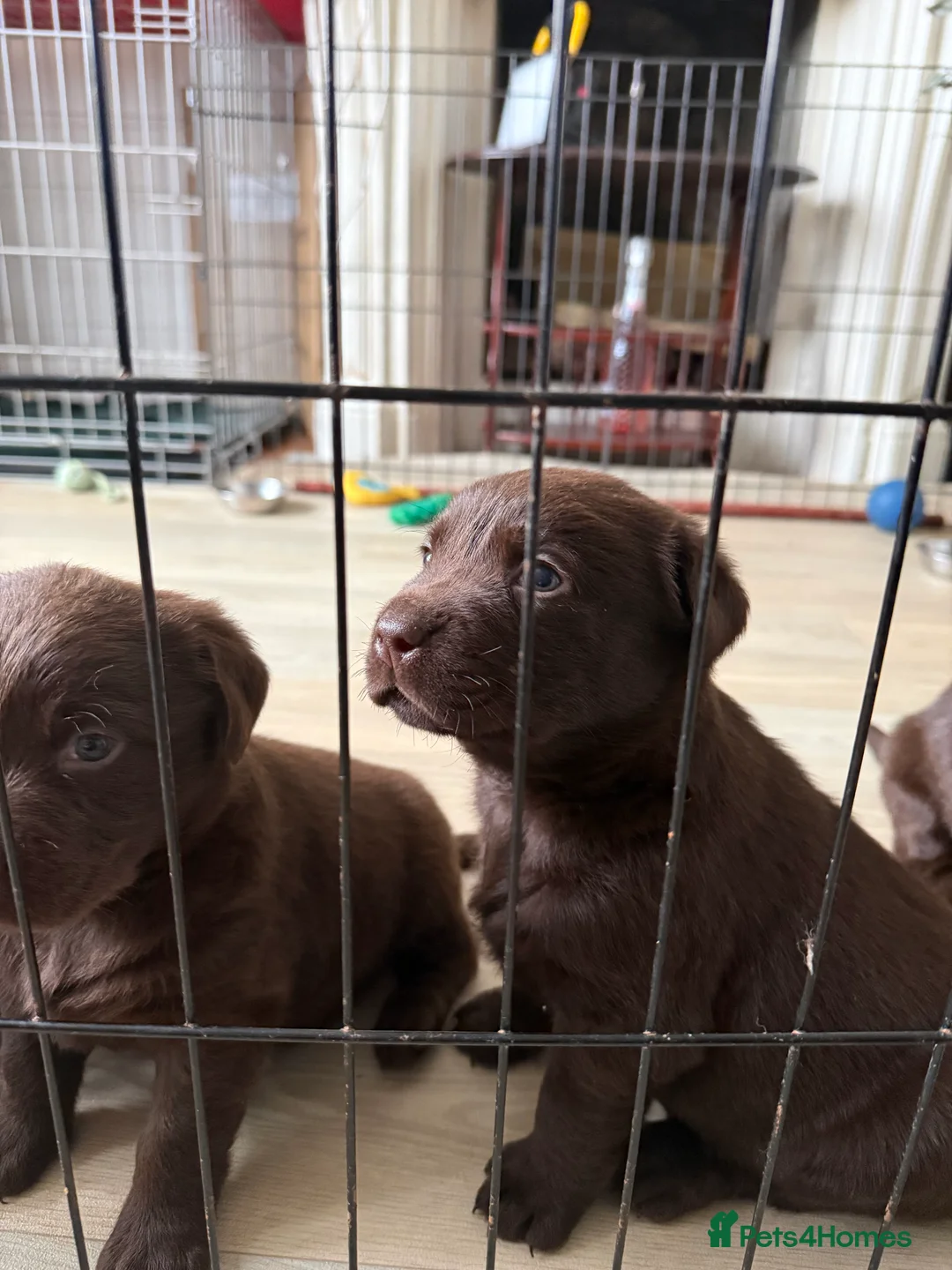Labrador Retriever dogs for sale: KC Labrador for sale  - Advert 7