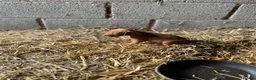 Hungarian Vizsla dogs for sale: Hungarian Viszla Puppies For sale in Church Stretton - Advert 4