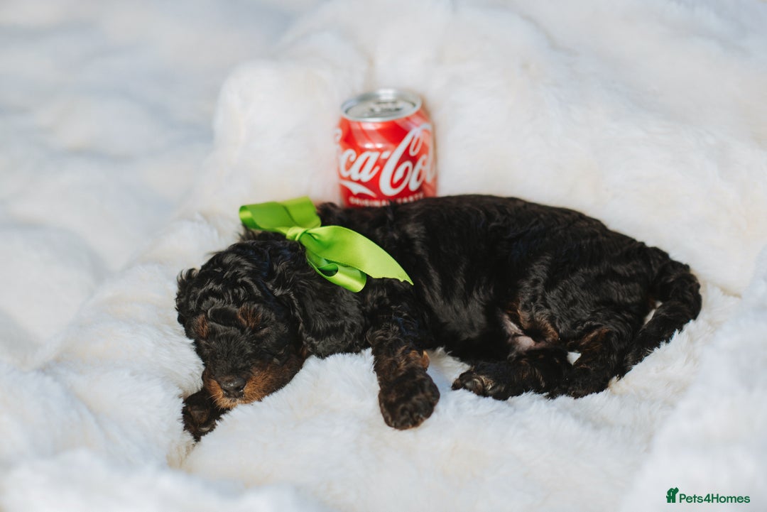 Cockapoo dogs for sale:  READY NOW!! 💙🐶💙2 boys Amazing F1b Cockapoos  - Advert 36