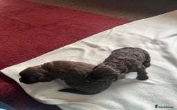 Cockapoo dogs for sale: Stunning Cockapoo female puppy for sale - Image 2